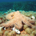 8ctopus avatar