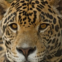 Laurens Dehaan avatar