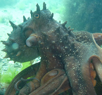 Octopus avatar