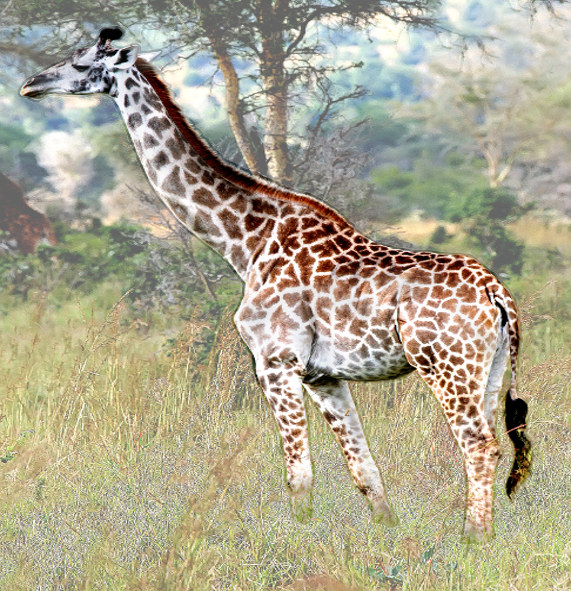 Captain Giraffe avatar