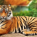 bhattraideb avatar