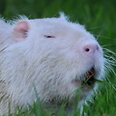 LuminousNutria avatar