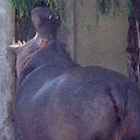 HippoMan avatar